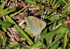 Colias electo electo