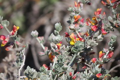 Acmispon distichus
