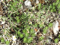 Helianthemum asperum