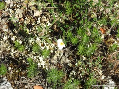 Helianthemum asperum