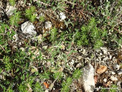 Helianthemum asperum