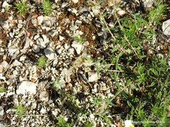 Helianthemum asperum