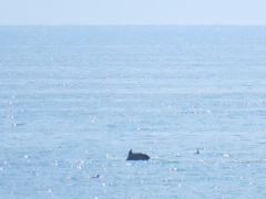 Tursiops truncatus ponticus