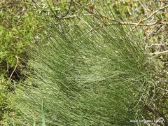 Ephedra major major