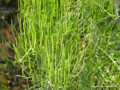 Ephedra major major