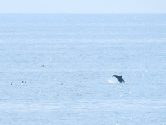 Tursiops truncatus ponticus