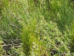 Ephedra major major