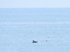 Tursiops truncatus ponticus