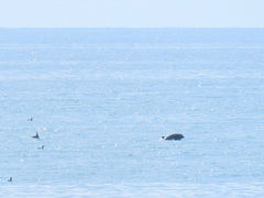 Tursiops truncatus ponticus