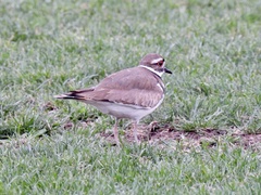 Charadrius vociferus