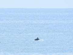 Tursiops truncatus ponticus