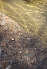 Hyla arenicolor