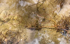 Hyla arenicolor
