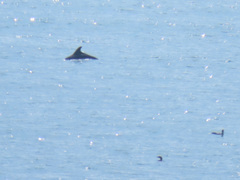 Tursiops truncatus ponticus