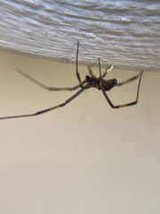 Latrodectus