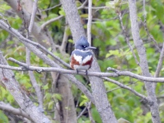 Megaceryle alcyon
