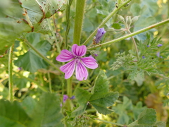 Malva sylvestris
