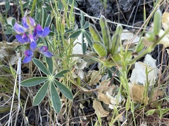 Lupinus affinis