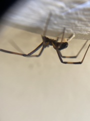 Latrodectus