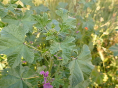 Malva sylvestris