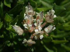 Alyssum umbellatum