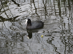 Fulica atra