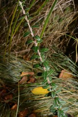 Cotoneaster integrifolius