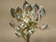 Alyssum umbellatum