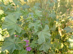 Malva sylvestris