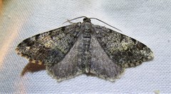 Macaria granitata