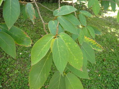 Ficus malayana