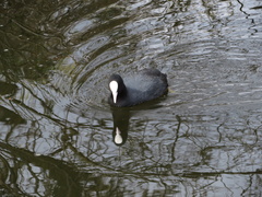 Fulica atra