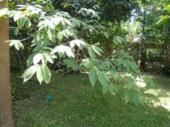 Ficus malayana
