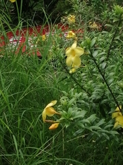 Allamanda cathartica