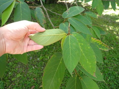 Ficus malayana