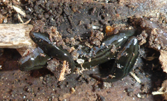 Rhynchodeminae