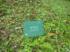 Ficus malayana