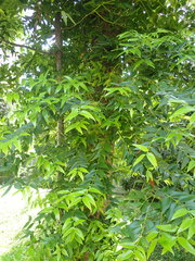 Agathis dammara