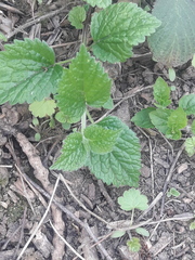 Lamium galeobdolon