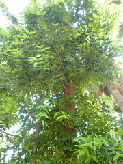Agathis dammara