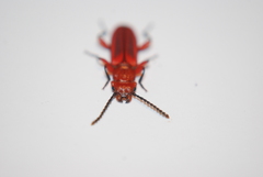 Cucujus clavipes