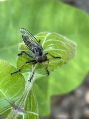 Neoitamus flavofemoratus