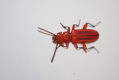 Cucujus clavipes
