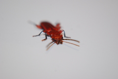 Cucujus clavipes