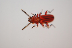 Cucujus clavipes