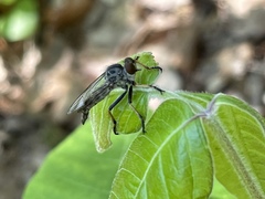 Neoitamus flavofemoratus