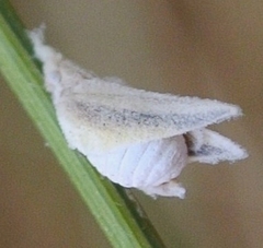 Epipyropidae