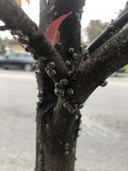 Eulecanium cerasorum