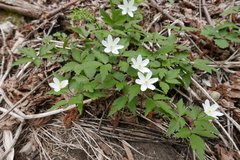 Anemonoides × pittonii