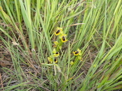 Ophrys lutea